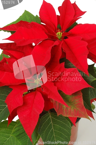 Image of Poinsettia