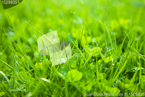 Image of Green grass, shallow depth of field