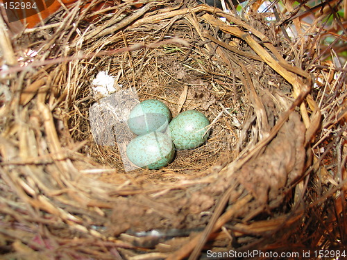 Image of A birds nest