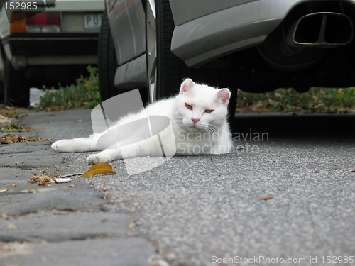 Image of Sleepy cat