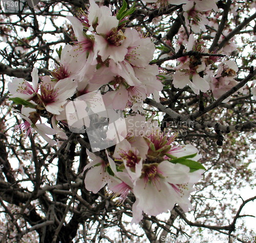 Image of The flowers of an almond tree