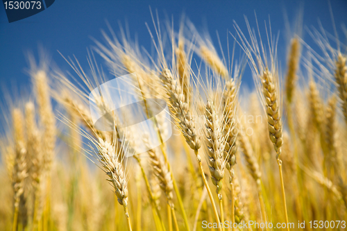 Image of Ripe wheat on a blue sky