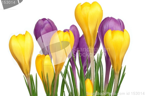 Image of Crocuses