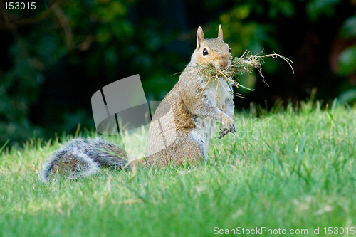 Image of Squirrel gathering dried grass