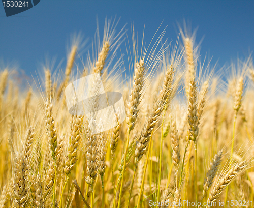 Image of Ripe wheat on a blue sky