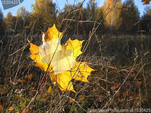 Image of yellow leaf of maple