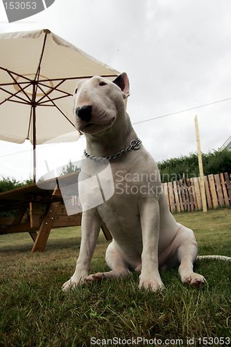 Image of bullterrier