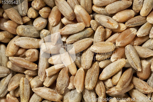 Image of rye grains at life-size