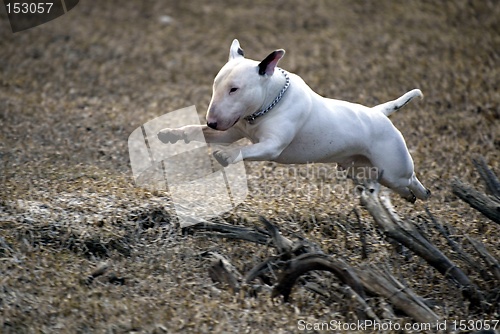 Image of Jumping bullterrier dog
