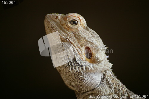 Image of Bearded dragon