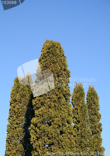 Image of Trees