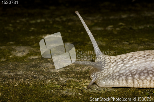 Image of head of snail