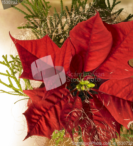 Image of poinsettia flower