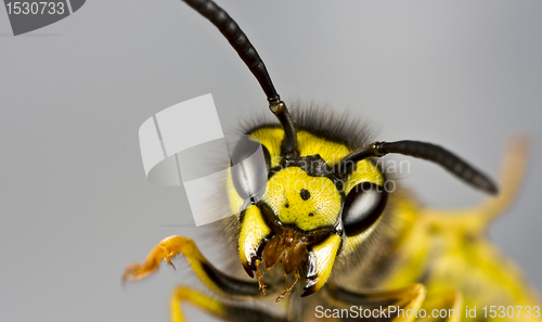 Image of head of wasp in grey background