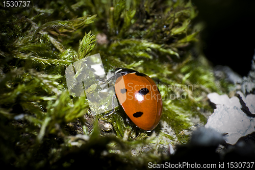 Image of single ladybug