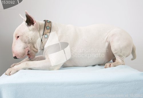 Image of Bullterrier