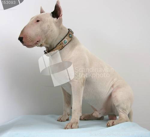 Image of Bullterrier