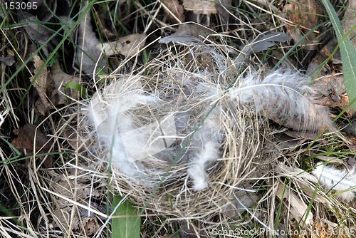 Image of Empty birdnest