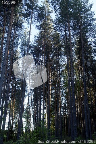 Image of Woods in norway