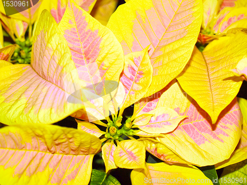 Image of Poinsettia