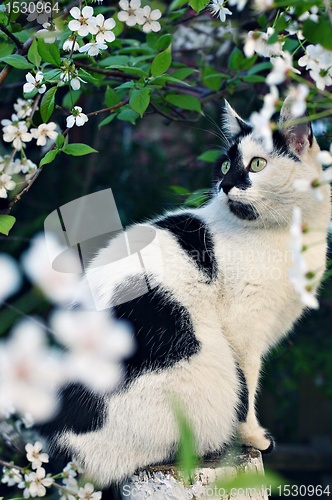 Image of cat and spring