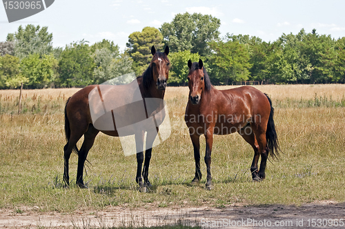 Image of Two horses.