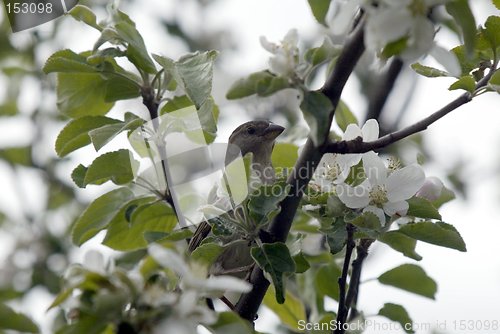 Image of Bird in the blooming tree