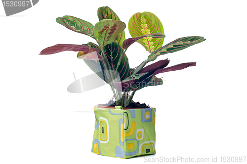 Image of Houseplant