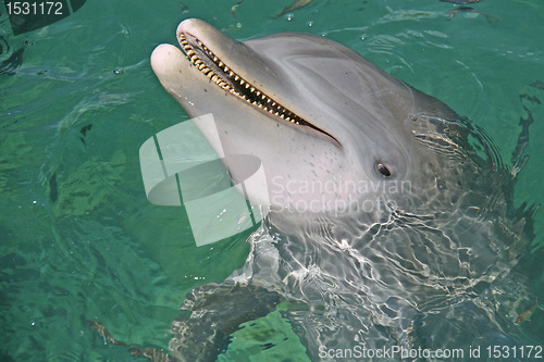 Image of dolphin smiling