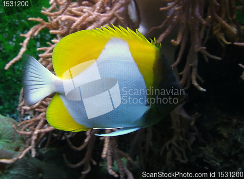 Image of underwater scenery showing a colorful Butterfly fish