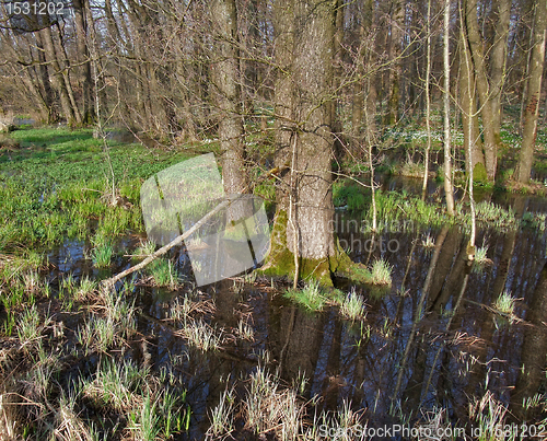 Image of bog at early spring time