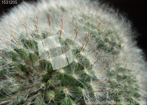 Image of cactus closeup