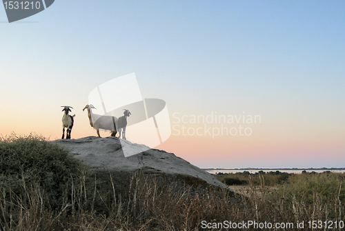 Image of goats at evening time