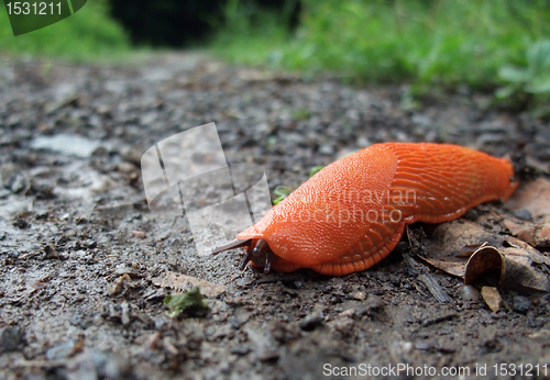 Image of red slug on the ground