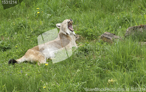 Image of Eurasian Lynx gaping