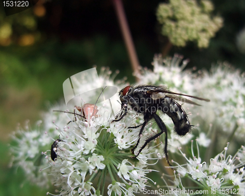 Image of flesh-fly and beetles at summer time