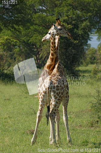 Image of fighting Giraffes in Uganda