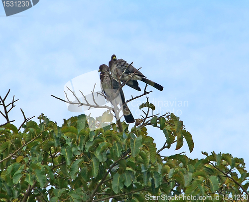 Image of african birds on treetop