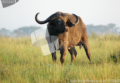 Image of African Buffalo in Uganda