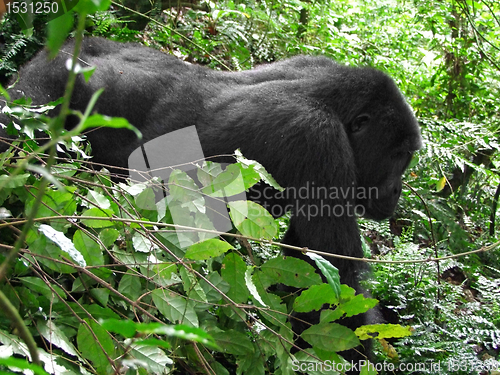 Image of Gorilla in the cloud forest