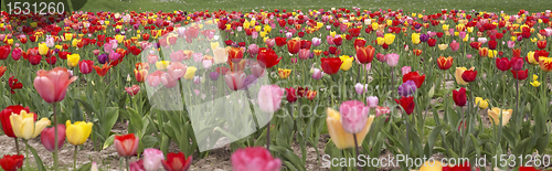 Image of colorful field of tulips