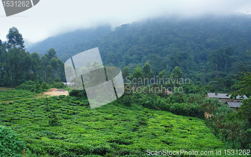 Image of around Bwindi Impenetrable Forest in Uganda