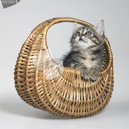 Image of kitten looking up in small basket