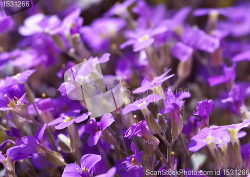 Image of small violet flowers