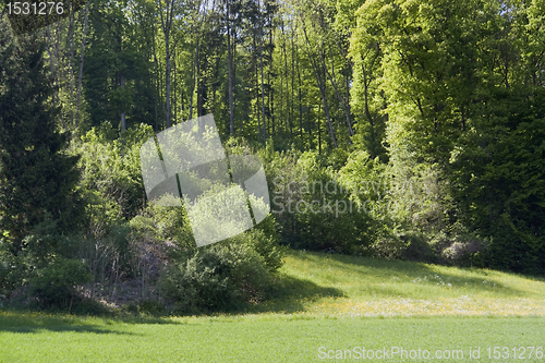 Image of idyllic spring scenery