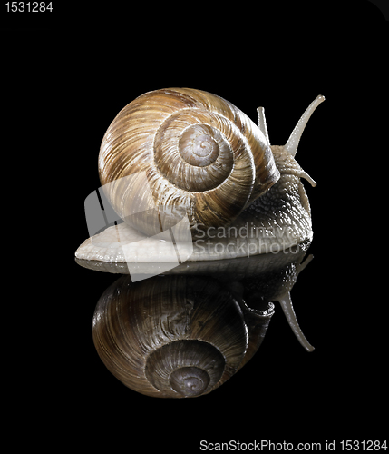 Image of Grapevine snail on black