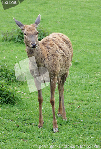 Image of Red Deer in green back