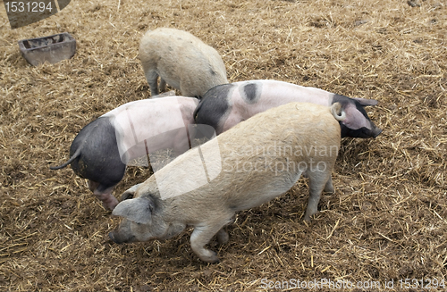 Image of Domestic Pics and straw