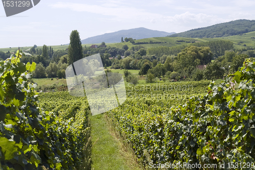 Image of Alsace scenery