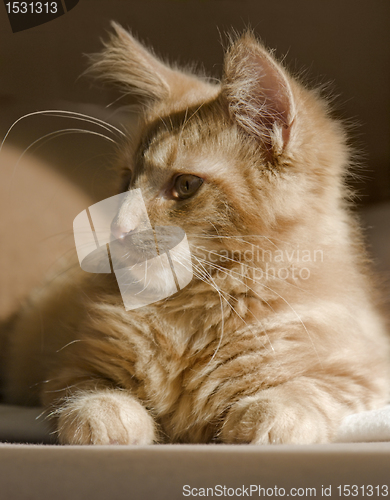 Image of Maine Coon kitten